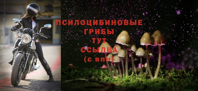 Галлюциногенные грибы Psilocybe  что такое наркотик  Челябинск 